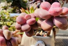 多肉不光有小清新,更有丑八怪,看了就想吐 - 识趣