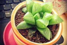 多肉植物寿怎么养 - 识趣