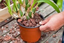 养桔梗用什么盆 据植株大小选择通气性好的盆 - 识趣