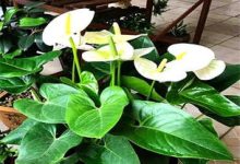 白掌叶子发黄怎么补救 白掌叶子发黄的原因 - 识趣