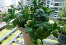 栀子花插枝能活吗 - 识趣