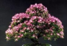 合欢花的盆景制作方法 - 识趣