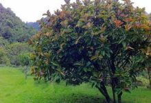 橡皮树和橡胶树的区别 - 识趣