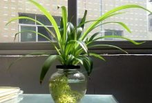 吊兰怎么水培 吊兰水培方法及营养液配制 - 识趣