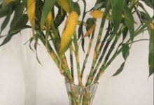 富贵竹叶子下垂怎么办 黄叶枯萎的原因及补救办法 - 识趣