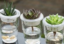 水培多肉植物用水注意事项 多肉水培要什么时候要换水 - 识趣