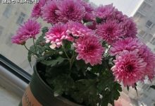 花期长好看又好养的花 - 识趣