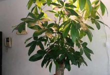 发财树叶子有黄斑怎么办 冬天怎么养才能安全过冬 - 识趣