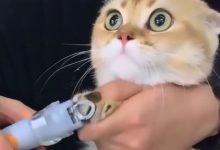 给猫剪指甲不配合怎么办 - 识趣