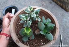 种植多肉植物的步骤 - 识趣