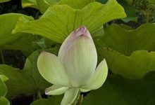 荷花花期怎么养护 - 识趣