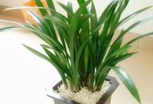 墨兰不开花怎么办 - 识趣