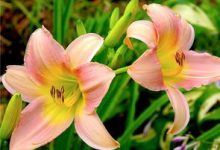 养百合花水里放什么好 百合花是否适合扦插 - 识趣