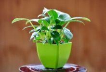 金钻四季养护方法 - 识趣