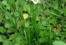 韭菜是一种什么类型的植物 - 识趣