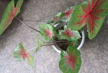 合果芋和花叶芋的区别 - 识趣