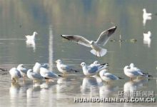 鸟类迁徙的主要原因 鸟类为什么春秋迁徙 - 识趣
