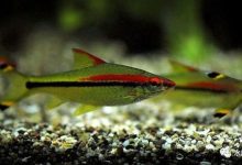 一眉道人鱼一年长多大 - 识趣