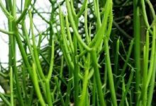 光棍树如何养护 - 识趣