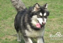 阿拉斯加幼犬训练教程 - 识趣