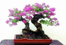 紫薇花怎么制作盆景 - 识趣