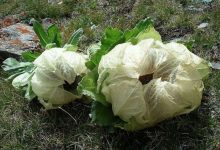 天山雪莲果的养殖方法和注意事项 - 识趣