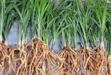 大雪素的繁殖——翻盆分苗 - 识趣