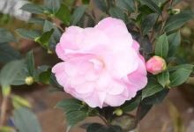 茶花的繁殖方法 - 识趣