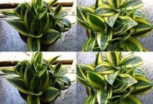 金边虎皮兰的作用 - 识趣