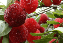 丁岙杨梅 - 识趣