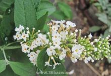 密蒙花的养殖方法 - 识趣