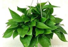 绿萝的懒人养法 - 识趣