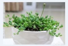 佛珠干瘪了怎么办- 黄叶枯萎的原因及补救办法 - 识趣