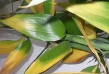 冬天植物发黄的原因和解决方法 - 识趣