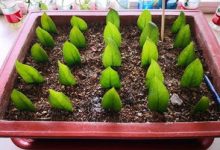 金钱树扦插方法 - 识趣