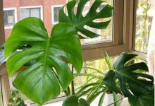 这花叶子油绿茂盛,不用管自己就能长,还是天然的净化器! - 识趣