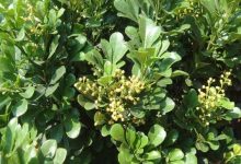 茉莉花烂根了怎么办 烂根了补救处理方法 - 识趣