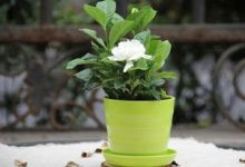 栀子花可以用醋浇吗 - 识趣