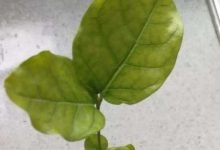 茉莉花出现黄叶还能活吗 出现黄叶怎么办 - 识趣