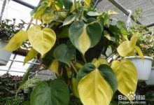 地黄的养殖方法和注意事项 - 识趣