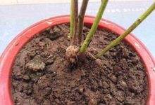 土壤板结真“愁人”，别铲也别浇水，学着这样换个盆！ - 识趣