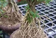 六月雪盆栽怎么提根 - 识趣