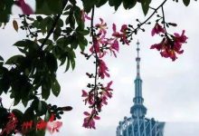 异木棉和紫荆花的区别,异木棉花期 - 识趣