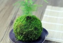苔藓盆景的制作方法 - 识趣