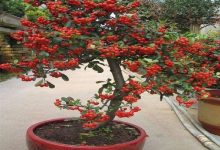 火棘怎么养可以多开花结果 - 识趣