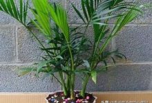 散尾葵的养殖方法 - 识趣