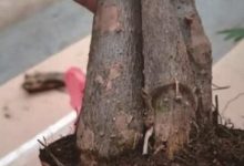 发财树皮烂了还能活吗 - 识趣