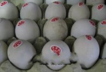 安洲包盐蛋 - 识趣