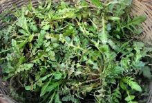 这些花还能当药用,小病小灾全走光! - 识趣