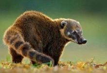 南美洲有什么动物？盘点南美洲的十大代表动物附图 - 识趣